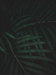 Превью обои листья, растение, зеленый, темный