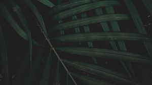 Превью обои листья, растение, зеленый, темный