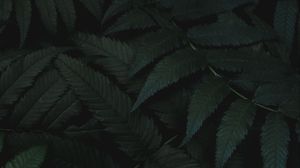 Превью обои листья, растение, зеленый, резной