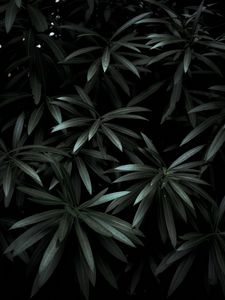 Превью обои листья, растение, зеленый, темный, тени