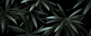 Превью обои листья, растение, зеленый, темный, тени