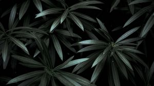 Превью обои листья, растение, зеленый, темный, тени
