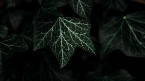 Превью обои листья, растение, зеленый, темный, куст