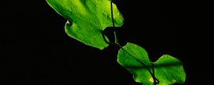 Превью обои листья, растение, зеленый, темный, крупным планом