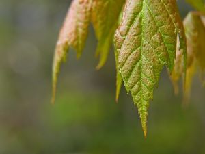 Превью обои листья, размытие, макро, зеленый