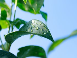 Превью обои листья, размытие, вода, растение