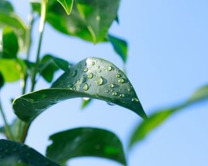 Превью обои листья, размытие, вода, растение