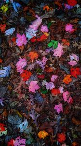 Превью обои листья, разноцветный, осень