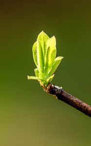Превью обои листья, ростки, ветка, весна, макро