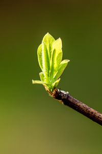 Превью обои листья, ростки, ветка, весна, макро