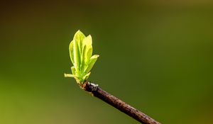Превью обои листья, ростки, ветка, весна, макро