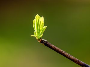 Превью обои листья, ростки, ветка, весна, макро