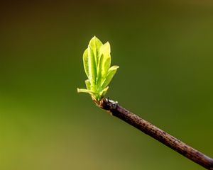 Превью обои листья, ростки, ветка, весна, макро