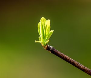 Превью обои листья, ростки, ветка, весна, макро