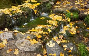 Превью обои листья, ручей, пороги, осень, клен, каскад, течение, камни, трава