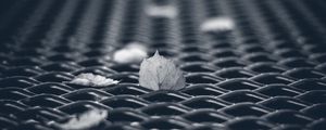 Превью обои листья, сетка, осень, макро, черно-белый