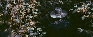 Превью обои листья, шляпа, человек, тени
