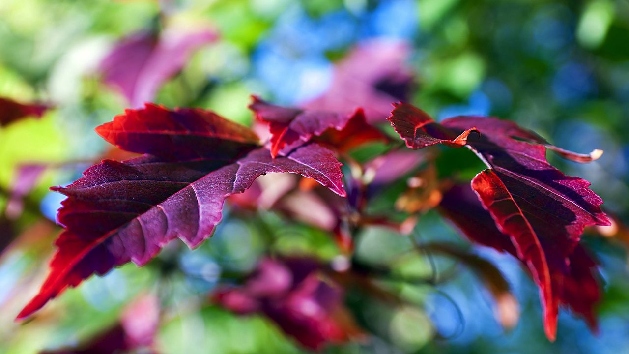 Обои листья, сиреневый, фиолетовый, ветка, зеленый