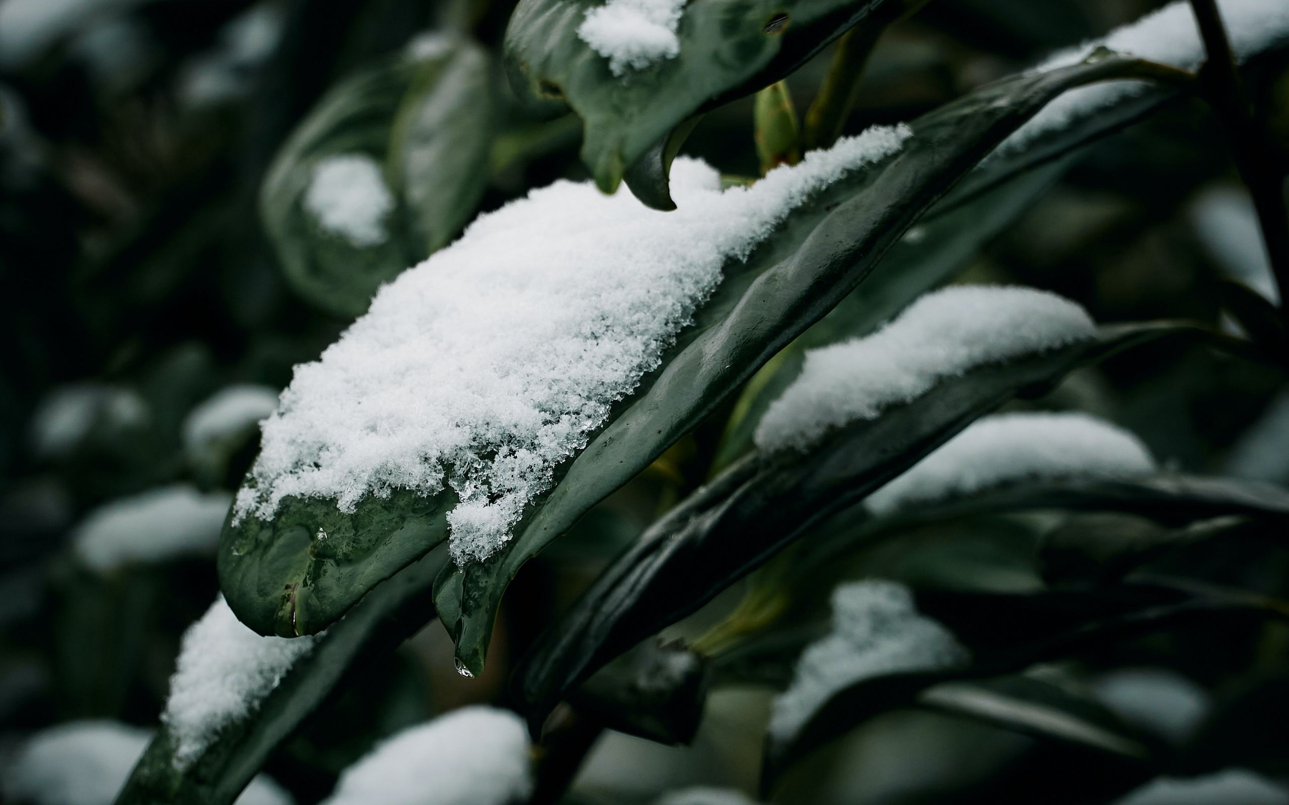 Листья в снегу. Снег на зеленых листьях. Зелень в снегу. Растение снежок долгосрочный. Сугробы листьев