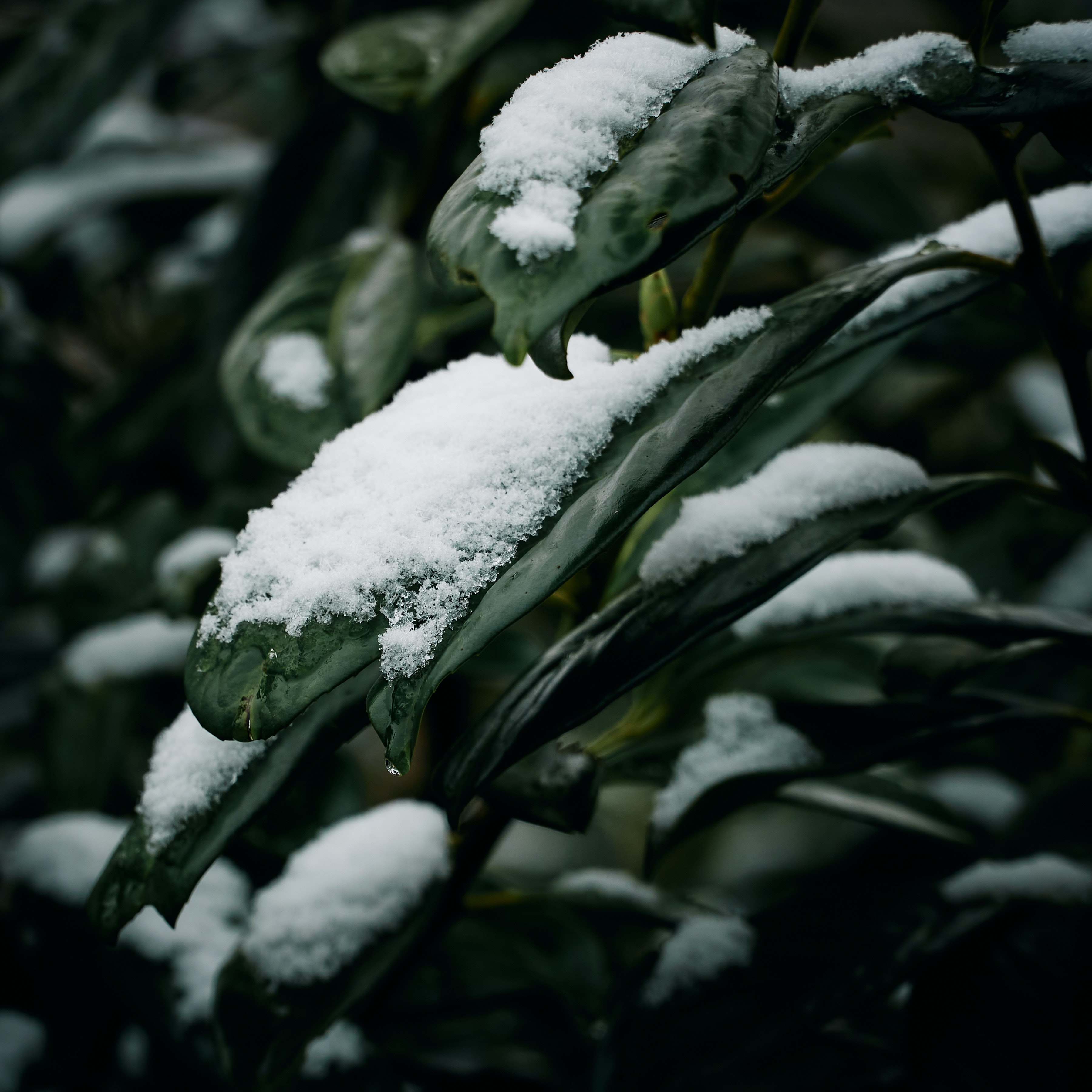 Сугробы листьев. Растения под снегом. Снежок растение. Снег на зеленых листьях. Снег фото.