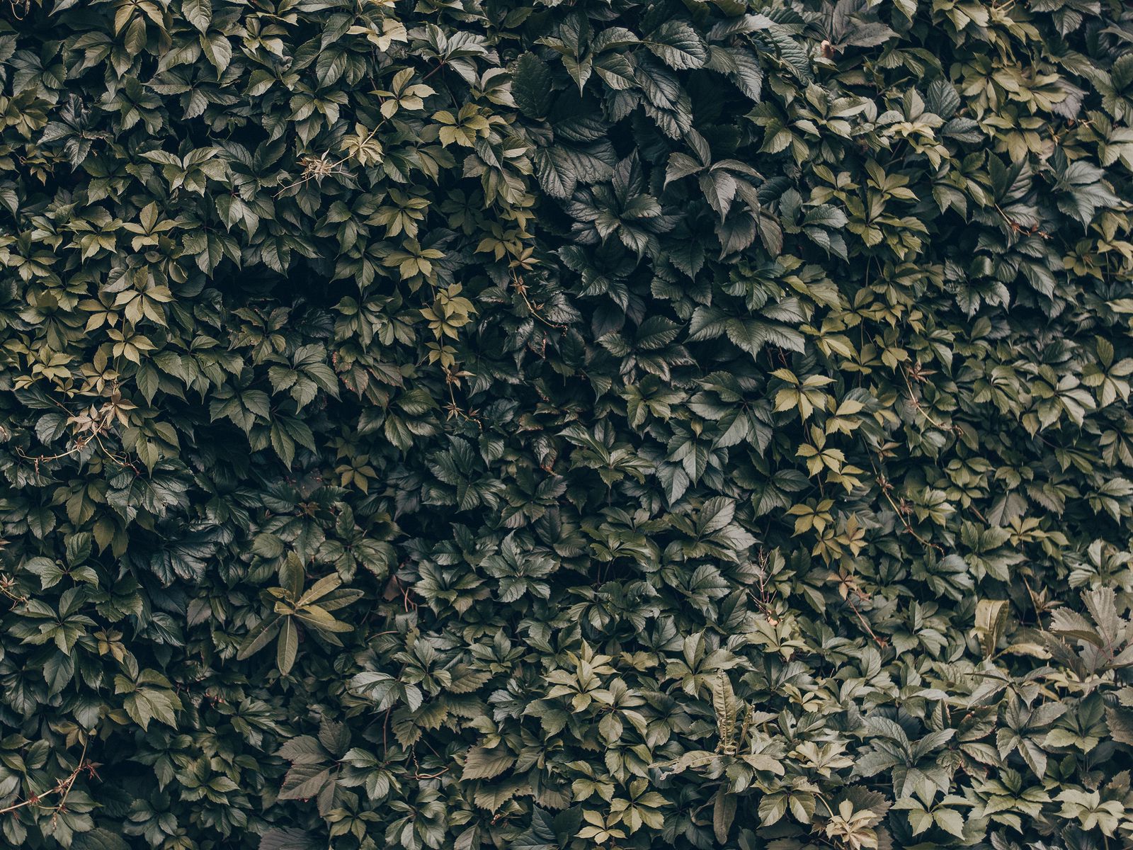Текстура листвы