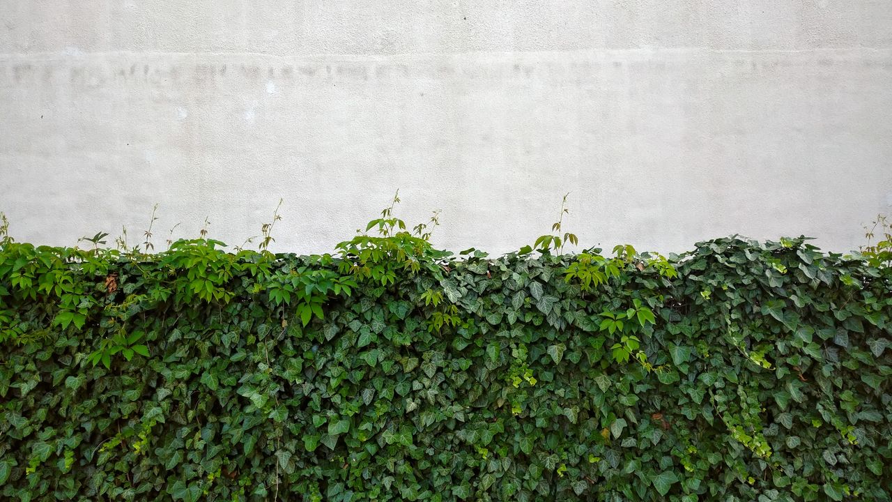 Обои листья, стена, растения