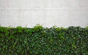 Превью обои листья, стена, растения