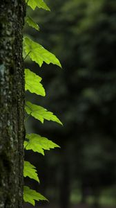 Превью обои листья, ствол, дерево, макро