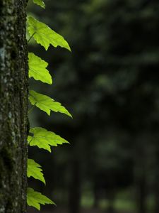 Превью обои листья, ствол, дерево, макро