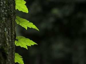 Превью обои листья, ствол, дерево, макро