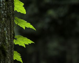 Превью обои листья, ствол, дерево, макро