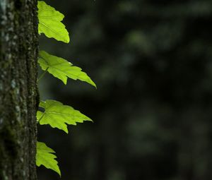 Превью обои листья, ствол, дерево, макро