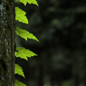 Превью обои листья, ствол, дерево, макро