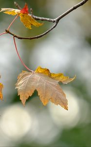 Превью обои листья, сухие, ветки, осень, макро