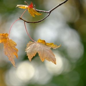 Превью обои листья, сухие, ветки, осень, макро