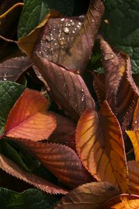 Превью обои листья, сухой, капли, осень, макро