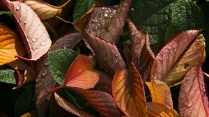 Превью обои листья, сухой, капли, осень, макро