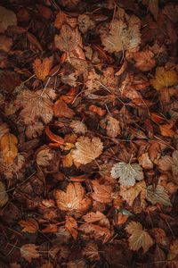Превью обои листья, сухой, коричневый, осень, опавшая листва
