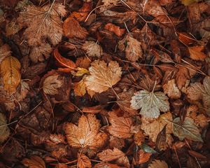 Превью обои листья, сухой, коричневый, осень, опавшая листва