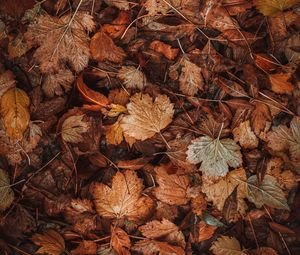 Превью обои листья, сухой, коричневый, осень, опавшая листва
