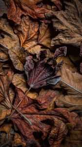 Превью обои листья, сухой, коричневый, макро, осень