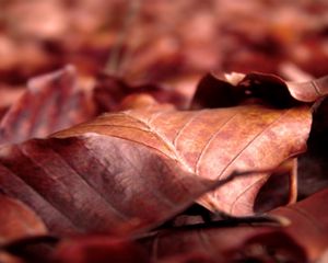 Превью обои листья, сухой, сморщенный, осень