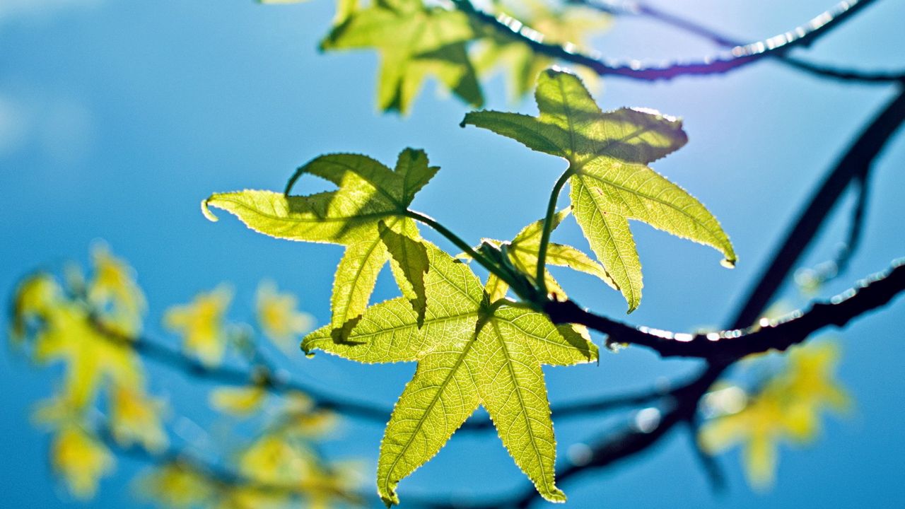 Обои листья, свет, зеленые, молодые, весна, небо, голубое