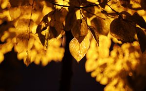 Превью обои листья, свет, желтый, макро, осень