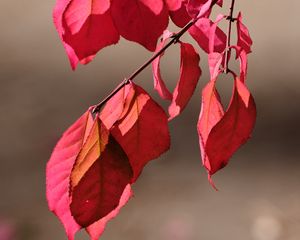 Превью обои листья, тени, осень, ветка, макро