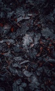 Превью обои листья, трава, иней, макро, осень