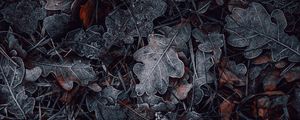 Превью обои листья, трава, иней, макро, осень