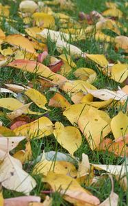 Превью обои листья, трава, осень, желтый