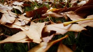 Превью обои листья, трава, осень, земля, увядание