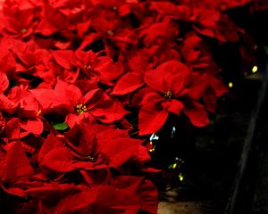 Превью обои листья, цветы, красный, растения